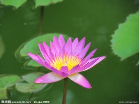 睡莲