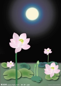 荷花风景