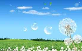 蓝天白云蒲公英