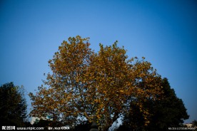 蓝天下的大树