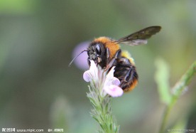 野蜜蜂