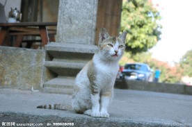 家猫