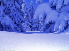 大雪压松枝