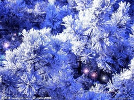 大雪压松枝