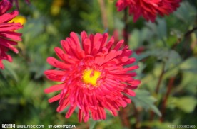 矢车菊