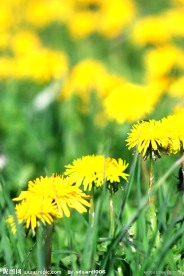 野外自然小黄花