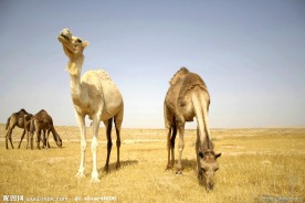野生骆驼
