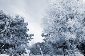 雪松