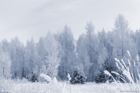 雪中树林