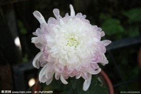 粉色菊花