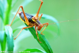 蚂蚱蝗虫微距特写