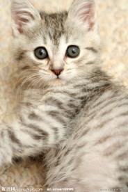 可爱小猫