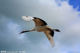 鹤唳长空