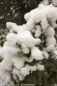 雪景 松树