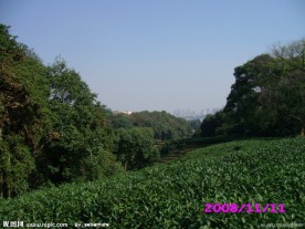 五云山 山茶