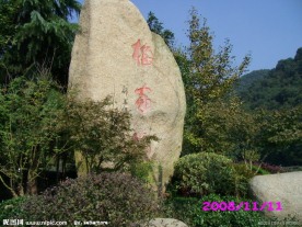 梅坞春早 梅家坞