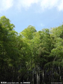 蓝天绿树