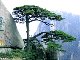 迎客松