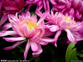 粉色菊花