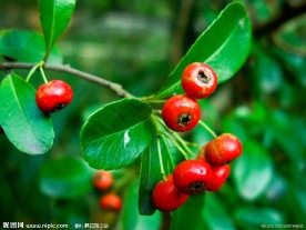 红色野果