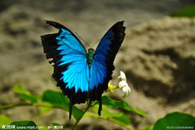 美丽蓝色蝴蝶