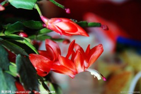 灯笼花