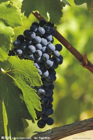 葡萄