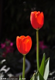 郁金香花