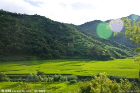 绿色田园