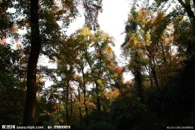 枫树林(非高清)