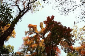 枫树林(非高清)