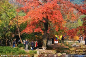 天平山枫叶
