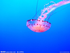 水母