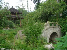 龙井问茶