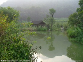 龙井问茶