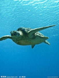 海龟游泳