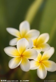 鸡蛋花