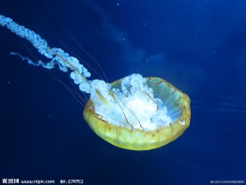 水母