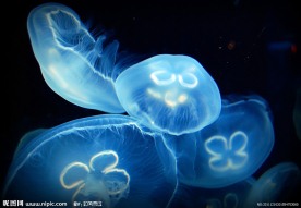 水母
