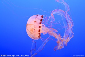 水母