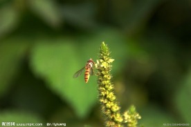 食蚜蝇