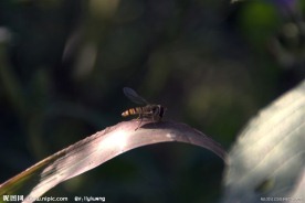 食蚜蝇