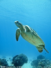 海龟游泳