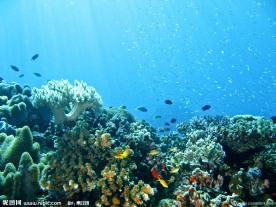 珊瑚中的热带鱼