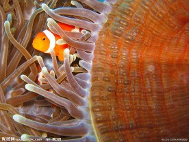 珊瑚中小丑鱼
