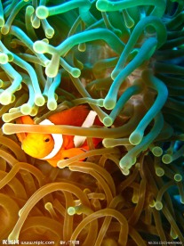 海底世界美丽小丑鱼