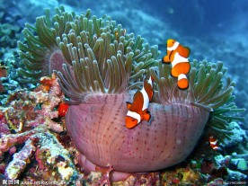 海底世界美丽小丑鱼