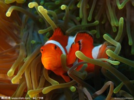 海底世界美丽小丑鱼