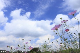 波斯菊