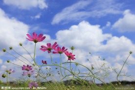 波斯菊